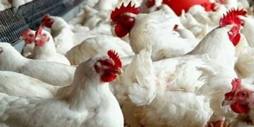 أسعار الدواجن والبيض في مصر اليوم الخميس