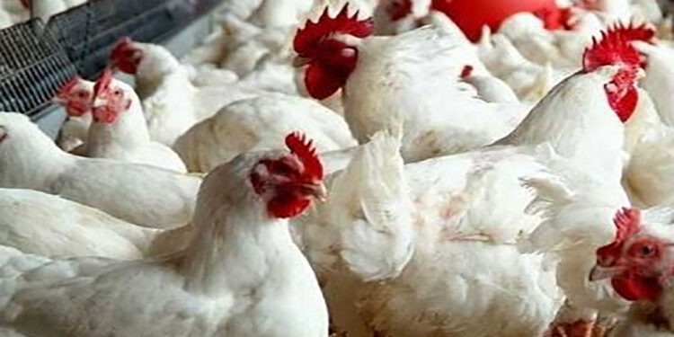 أسعار الدواجن والبيض في مصر اليوم الخميس