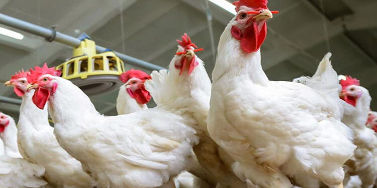 أسعار الدواجن والبيض في مصر اليوم الأربعاء