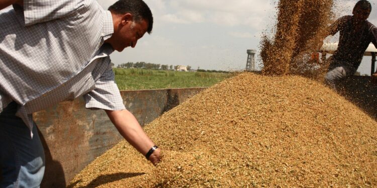 التموين: احتياطي القمح يكفي 6 أشهر.. واحتياجنا السنوي يصل لـ21 مليون طن| فيديو