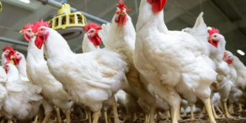 أسعار الدواجن والبيض في مصر اليوم الإثنين