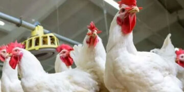 أسعار الدواجن والبيض في مصر اليوم الجمعة