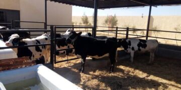 الزراعة خلال النصف الأول من سبتمبر تصدر (701) ترخيصاً