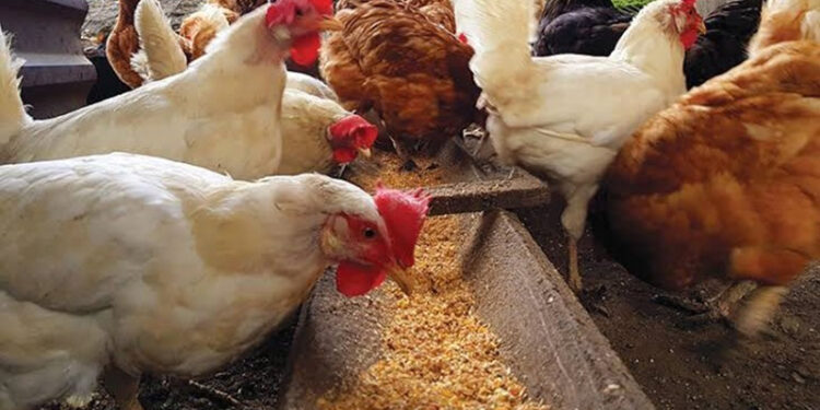 أسعار الدواجن والبيض في الأسواق اليوم السبت