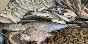 أسعار الأسماك في سوق العبور اليوم الأربعاء