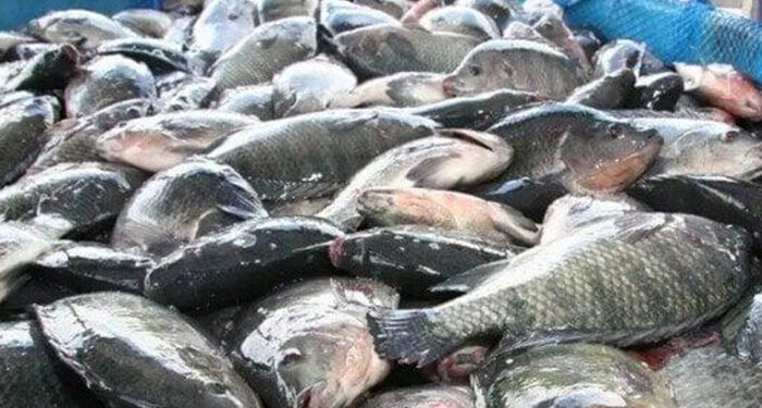 أسعار الأسماك في سوق العبور اليوم الأربعاء