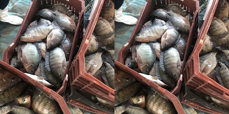 أسعار الأسماك والجمبري في سوق العبور اليوم الجمعة