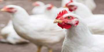 أسعار الدواجن والبيض في الأسواق اليوم الجمعة