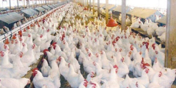 أسعار الدواجن والبيض في الأسواق اليوم الأحد