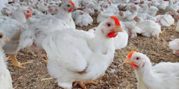 أسعار الدواجن والبيض في الأسواق اليوم الإثنين