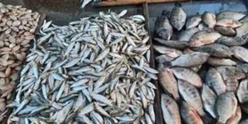 أسعار الأسماك في سوق العبور اليوم الخميس