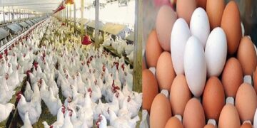 أسعار الدواجن والبيض في الأسواق اليوم الأربعاء