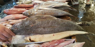 أسعار الأسماك في سوق العبور اليوم السبت