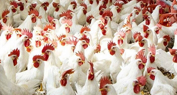 أسعار الدواجن والبيض في الأسواق اليوم الأحد