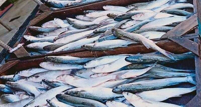 أسعار الأسماك في سوق العبور اليوم الأحد