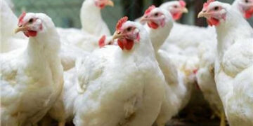 أسعار الدواجن والبيض في الأسواق اليوم السبت