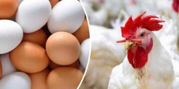 أسعار الدواجن والبيض في الأسواق اليوم السبت