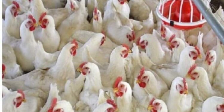 أسعار الدواجن والبيض في الأسواق اليوم الجمعة
