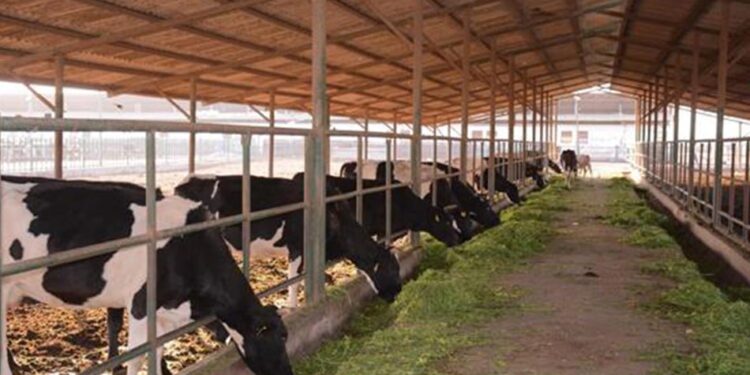 الزراعة تصدر 1109 ترخيصاً لقطاع الثروة الحيوانية والداجنة والعلفية في ديسمبر