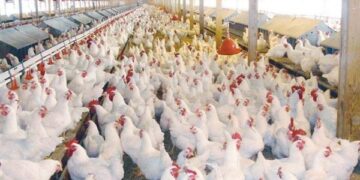 أسعار الدواجن والبيض في الأسواق اليوم السبت