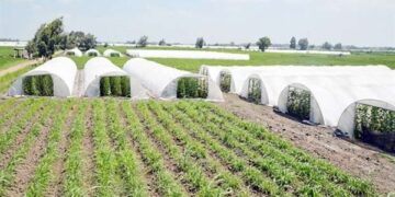 أستاذ اقتصاد زراعي: قطاع الزراعة شهد ثورة تشريعية منذ 2014