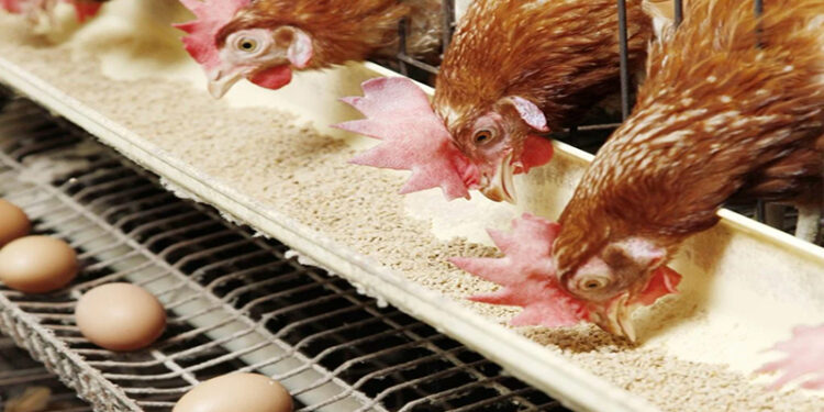 أسعار الدواجن والبيض في الأسواق اليوم الجمعة