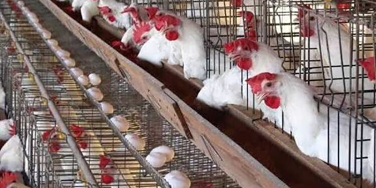 أسعار الدواجن والبيض في الأسواق اليوم الثلاثاء