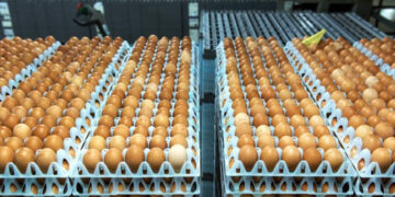 فتح باب استيراد كتاكيت التسمين وبيض المائدة لضبط الأسعار قبل رمضان