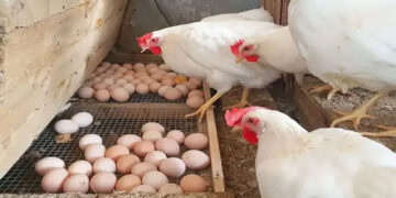 أسعار الدواجن والبيض في الأسواق اليوم الخميس