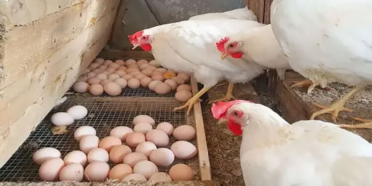 أسعار الدواجن والبيض في الأسواق اليوم الخميس