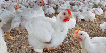 أسعار الدواجن والبيض في الأسواق اليوم الثلاثاء