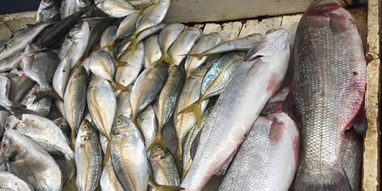 أسعار الأسماك في سوق العبور اليوم الأربعاء