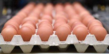 طرح كرتونة البيض البلدى بـ120 جنيها فى معرض محافظة الجيزة للسلع بالمنيب