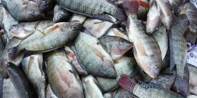 أسعار الأسماك في سوق العبور اليوم الأحد
