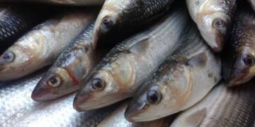 أسعار الأسماك في سوق العبور اليوم الخميس