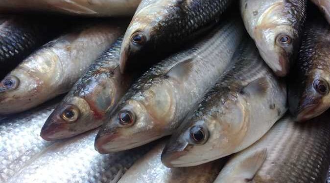 أسعار الأسماك في سوق العبور اليوم الخميس