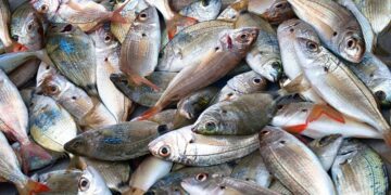 أسعار الأسماك في سوق العبور اليوم الأحد