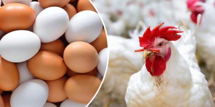 أسعار الدواجن والبيض في الأسواق اليوم الثلاثاء