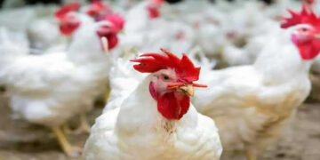 أسعار الدواجن والبيض في الأسواق اليوم الإثنين