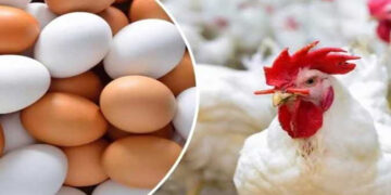 أسعار الدواجن والبيض في الأسواق اليوم الأحد