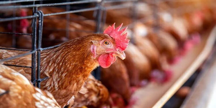 أسعار الدواجن والبيض في الأسواق اليوم الجمعة