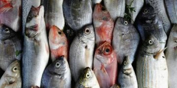 أسعار الأسماك في سوق العبور اليوم الجمعة