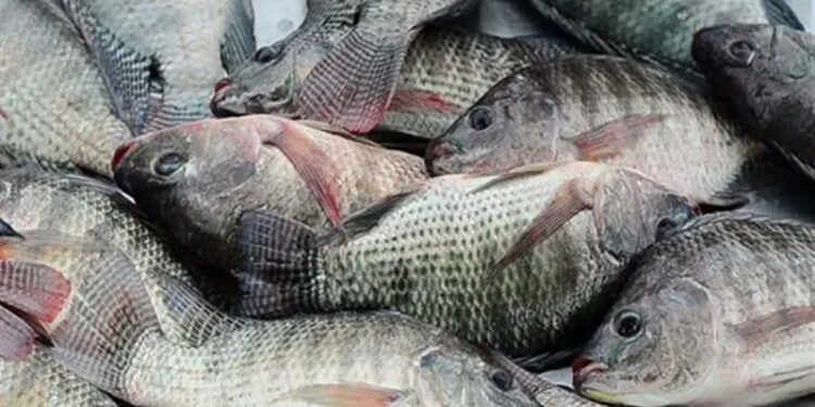 أسعار الأسماك في سوق العبور اليوم الأحد