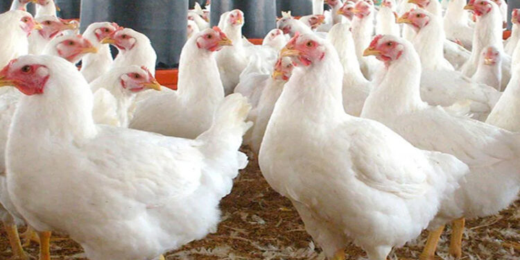 أسعار الدواجن والبيض في الأسواق اليوم الأربعاء