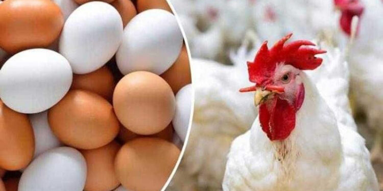 أسعار الدواجن والبيض في الأسواق اليوم الثلاثاء