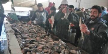 جهاز حماية وتنمية البحيرات والثروة السمكية يستكمل موسم حصاد الأسماك بمزرعة المنزلة السمكية