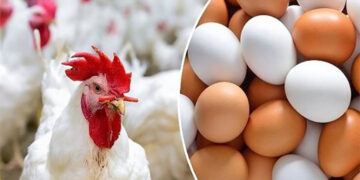 أسعار الدواجن والبيض في الأسواق اليوم الثلاثاء