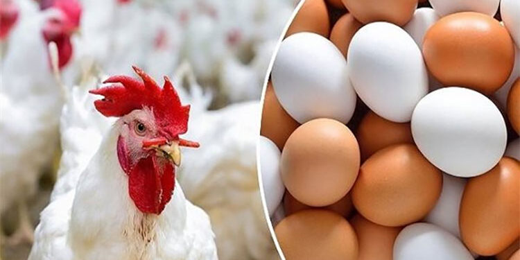 أسعار الدواجن والبيض في الأسواق اليوم الثلاثاء