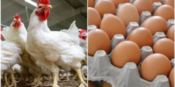 أسعار الدواجن والبيض في الأسواق اليوم السبت