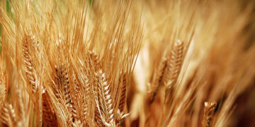 وزير التموين يعلن بدء موسم حصاد القمح المحلي رسميًا غدًا